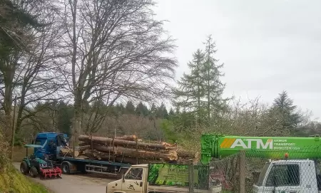 Sylvatica, entreprise d'abattage taille et élagage d'arbres